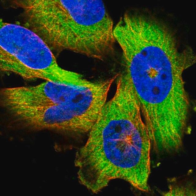 Anti-PAPD4 antibody produced in rabbit