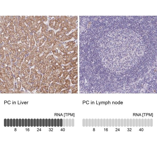 Anti-PC antibody produced in rabbit