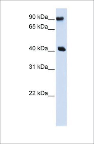 Anti-PBXIP1 antibody produced in rabbit