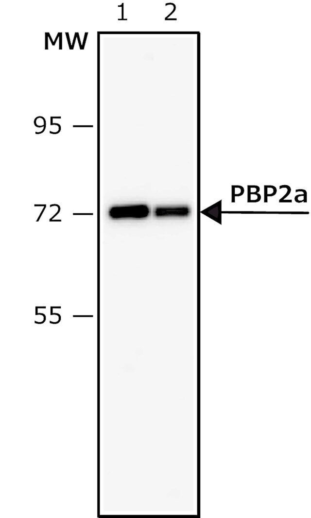 Anti-PBP2a of MRSA antibody, Mouse monoclonal