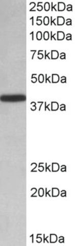 Anti-PCBP1 antibody produced in goat