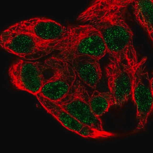 Anti-PCBD1 antibody produced in rabbit