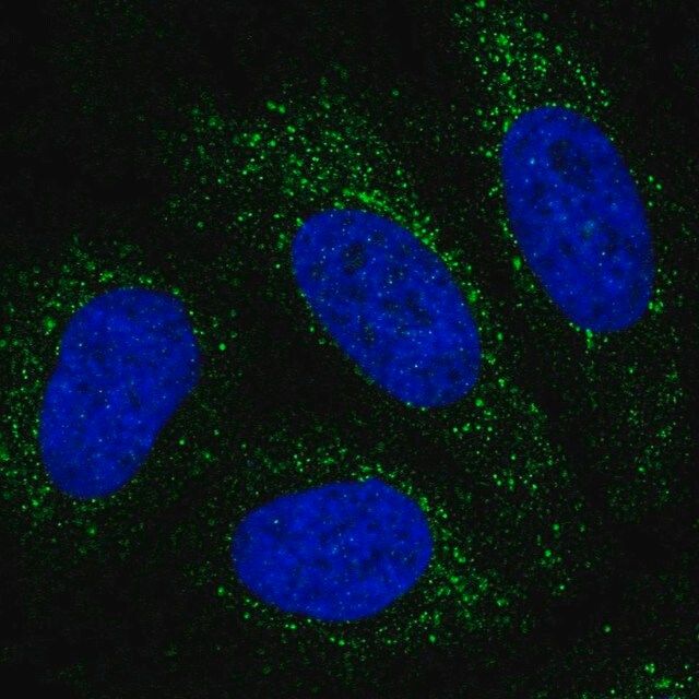 Anti-PBX4 antibody produced in rabbit