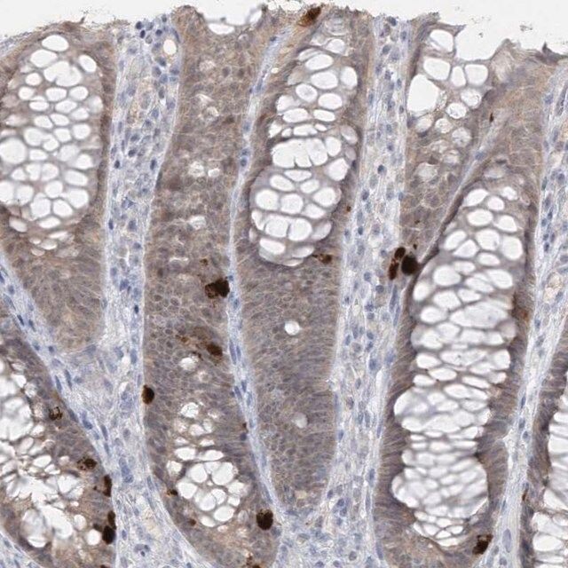 Anti-PCBD1 antibody produced in rabbit