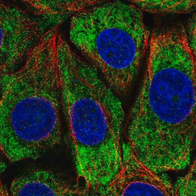 Anti-PCBP4 antibody produced in rabbit
