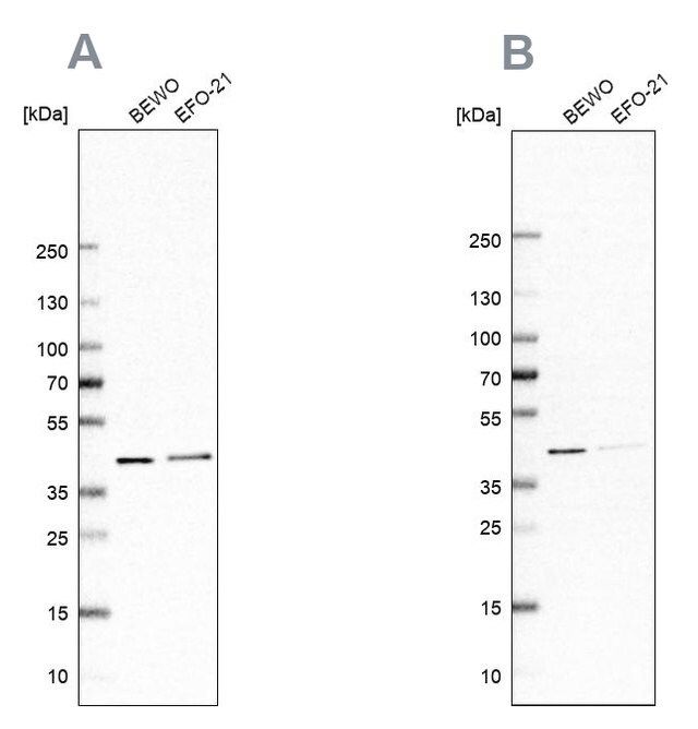 Anti-PCBP1 antibody produced in rabbit