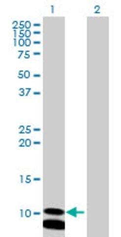 Anti-PCBD2 antibody produced in mouse