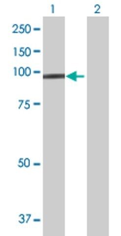 Anti-PCDH21 antibody produced in mouse