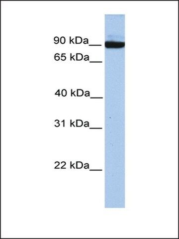 Anti-PCDH17 antibody produced in rabbit