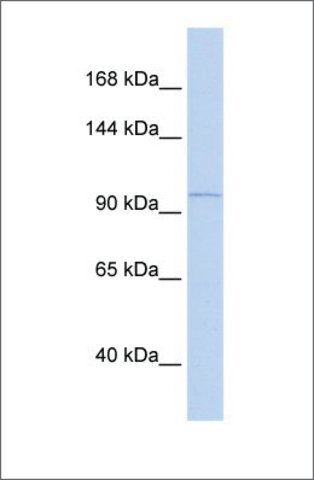 Anti-PCDH8 (ab2) antibody produced in rabbit