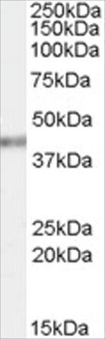Anti-PCBP4 antibody produced in goat
