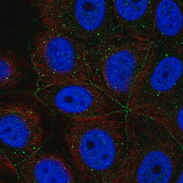 Anti-PCDHA11 antibody produced in rabbit