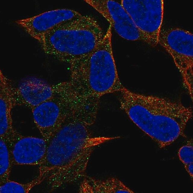 Anti-PCDH20 antibody produced in rabbit