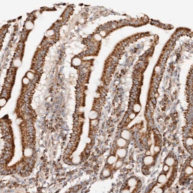 Anti-PCBP3 antibody produced in rabbit