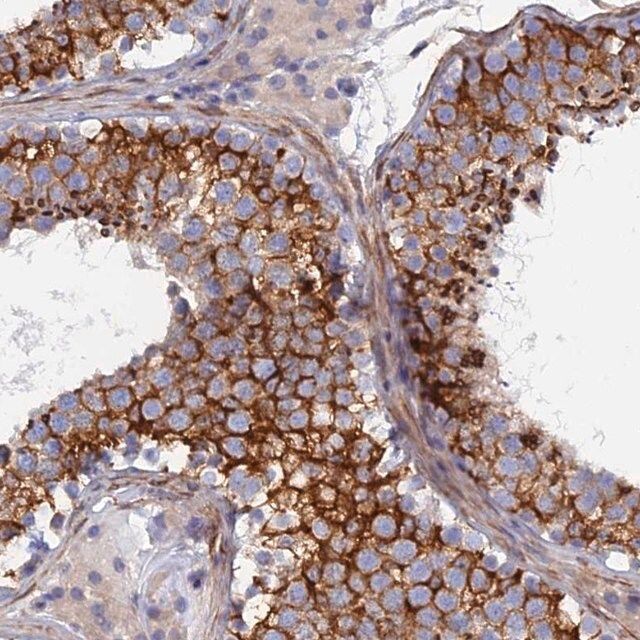 Anti-PCDHA8 antibody produced in rabbit