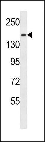 ANTI-PCDH9 (C-TERM) antibody produced in rabbit