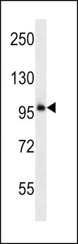 ANTI-PCDHB11 (N-TERM) antibody produced in rabbit