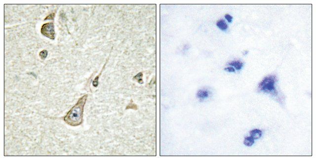 Anti-PCDH-X antibody produced in rabbit