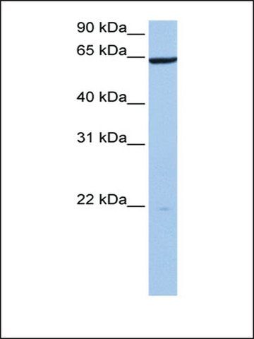 Anti-PAXIP1 antibody produced in rabbit