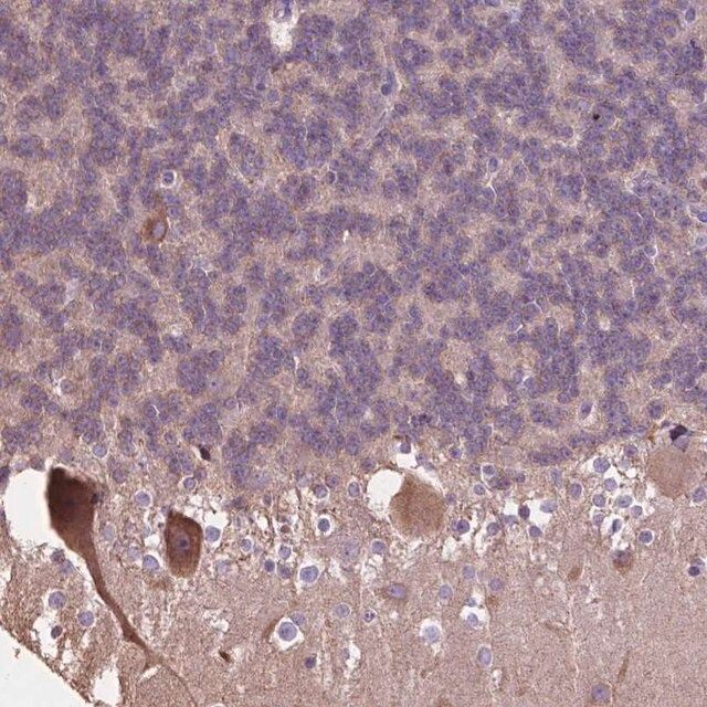 Anti-PCDHA12 antibody produced in rabbit