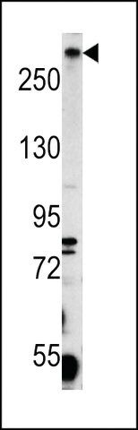ANTI-PCM-1(C-TERMINAL) antibody produced in rabbit