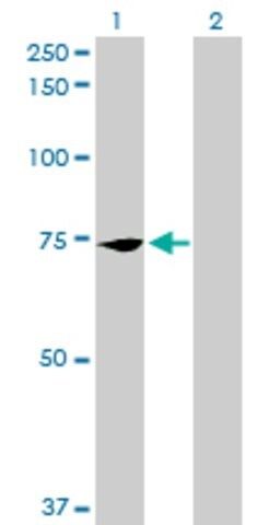 Anti-PCK2 antibody produced in mouse