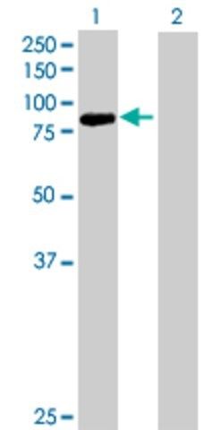 Anti-PCDHB13 antibody produced in mouse