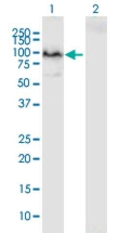 Anti-PCDHB2 antibody produced in mouse