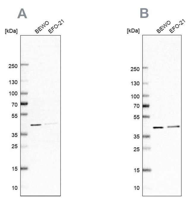 Anti-PCBP1 antibody produced in rabbit