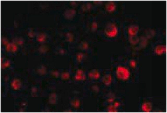 Anti-PCBP4 Antibody