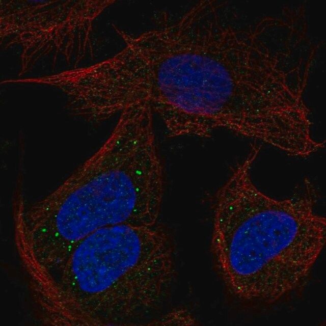 Anti-PCDHB14 antibody produced in rabbit