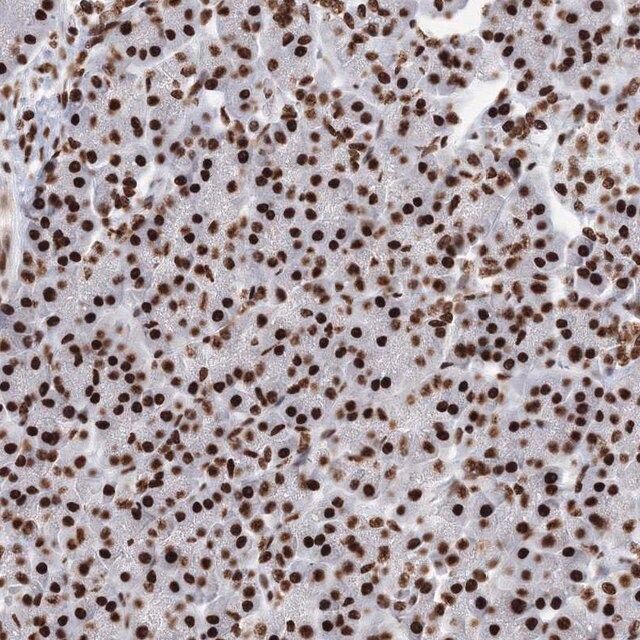Anti-PCDHA3 antibody produced in rabbit