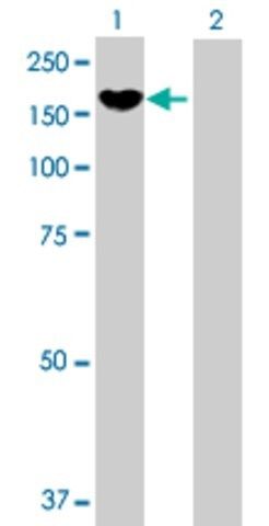 Anti-PCDH8 antibody produced in mouse