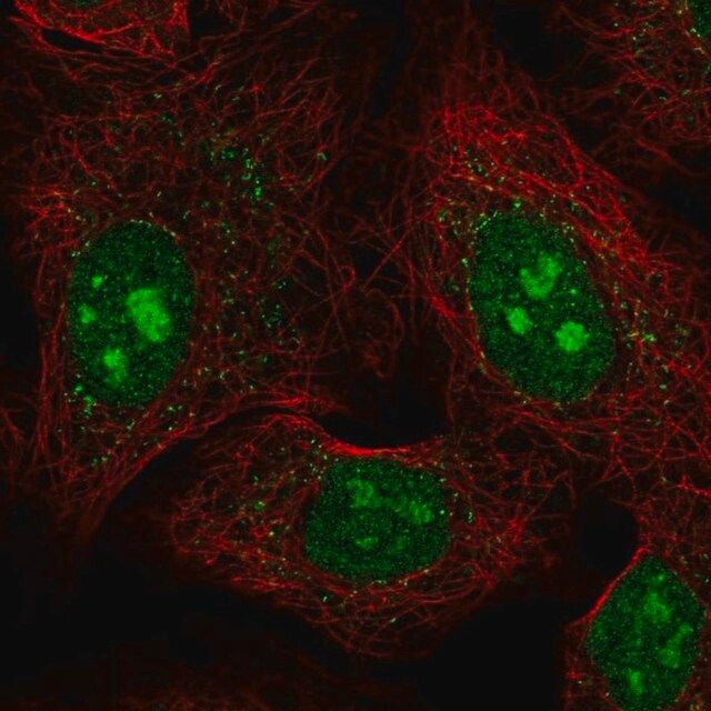 Anti-PCDHAC1 antibody produced in rabbit