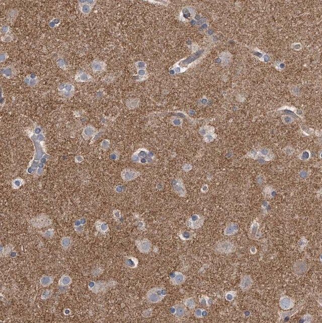 Anti-PCLO antibody produced in rabbit