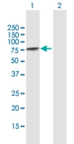 Anti-PCM1 antibody produced in mouse