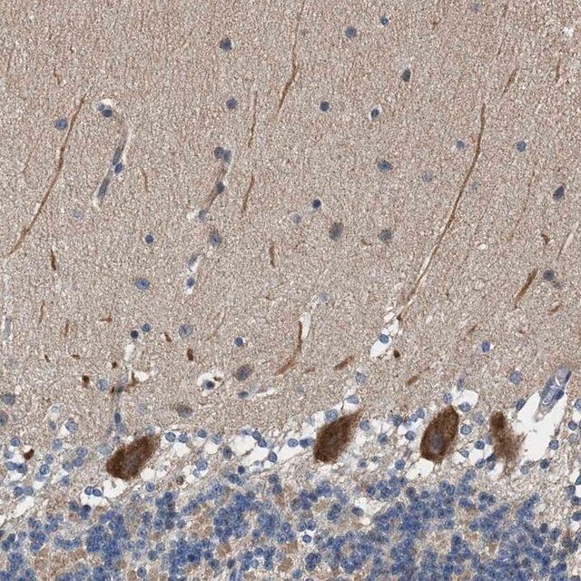 Anti-PCLO antibody produced in rabbit