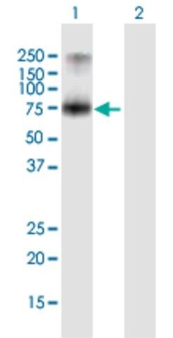 Anti-PCSK7 antibody produced in mouse