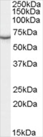Anti-PCK1/PEPCKC (Internal REGION) antibody produced in goat