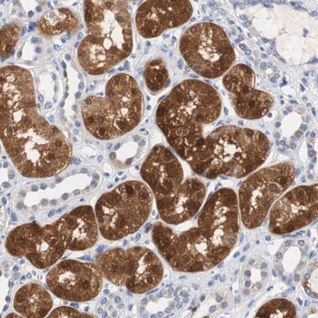 Anti-PCK1 antibody produced in rabbit