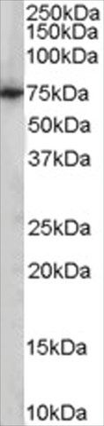 Anti-PCK2/PEPCK-M antibody produced in goat