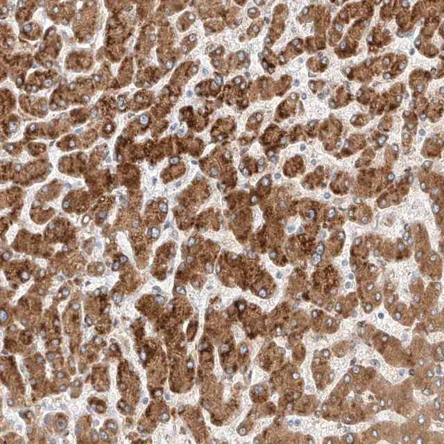 Anti-PCYOX1 antibody produced in rabbit