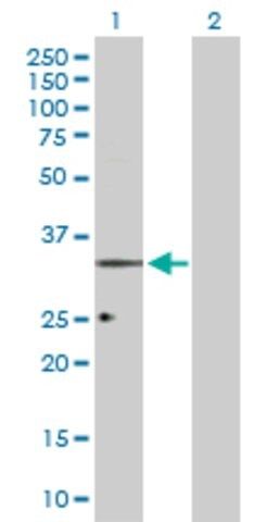 Anti-OPRL1 antibody produced in rabbit