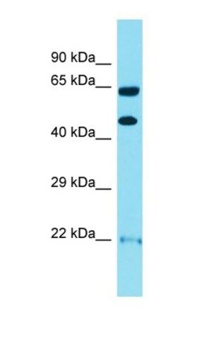 Anti-OPRK1 antibody produced in rabbit
