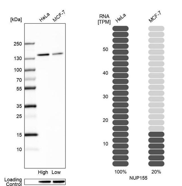 Anti-NUP155 antibody produced in rabbit