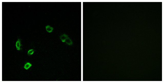 Anti-OR5H15 antibody produced in rabbit