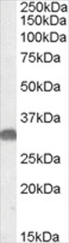 Anti-OTUB1 antibody produced in goat