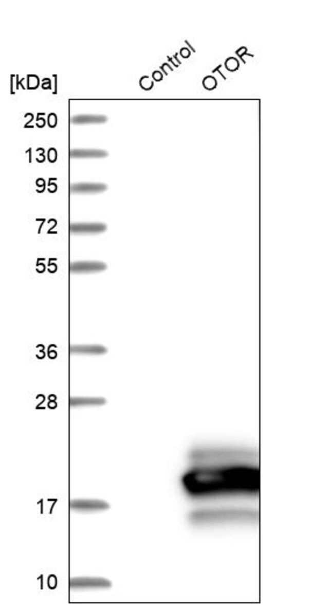Anti-OTOR antibody produced in rabbit