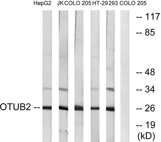 Anti-OTUB2 antibody produced in rabbit