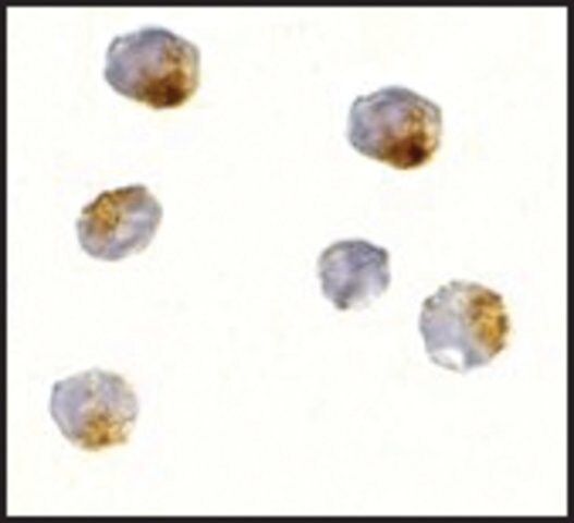 Anti-OVGP1 antibody produced in rabbit